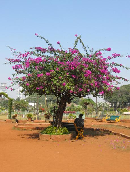 Bougainvillea
