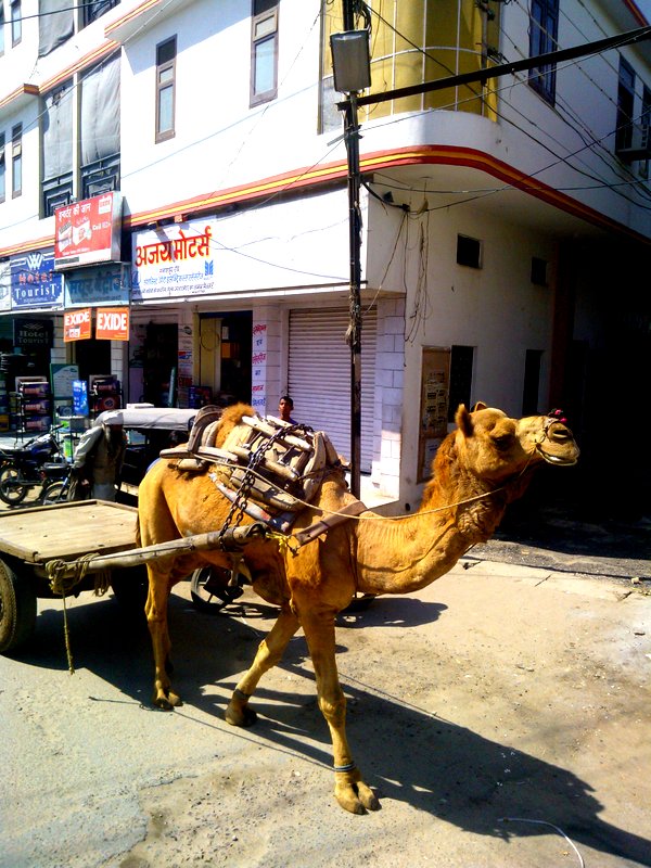 Camel cart, Bikaner
