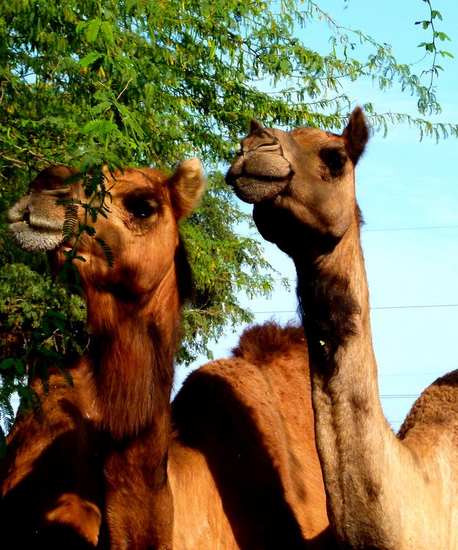 Camels 10