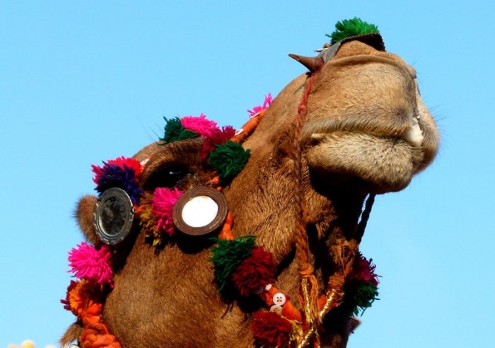 Camel, Rajasthan