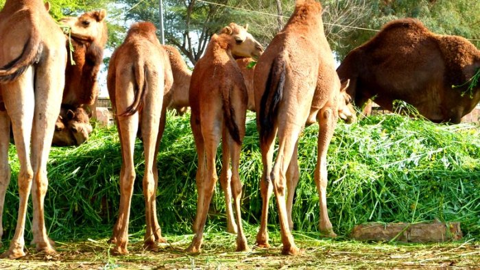Camels 2