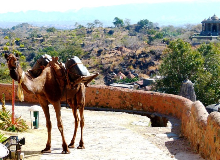 Camel carrying water cans at the Kumbhalgarh Fort