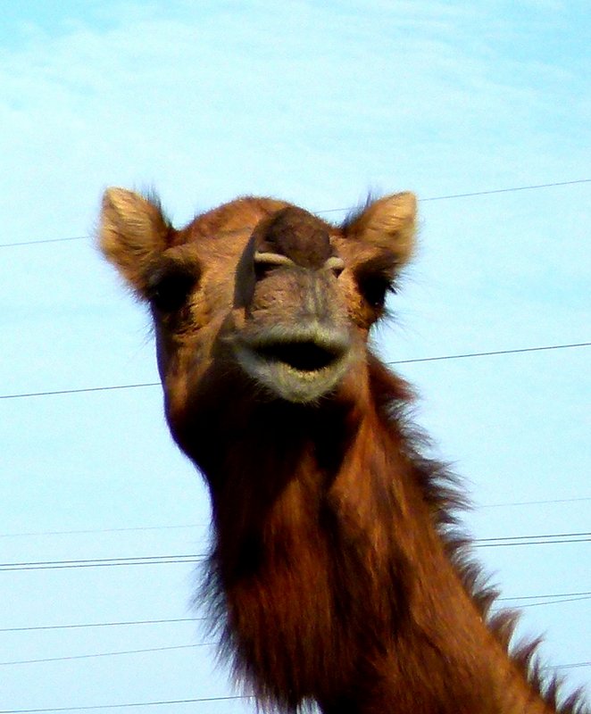 Camels 5