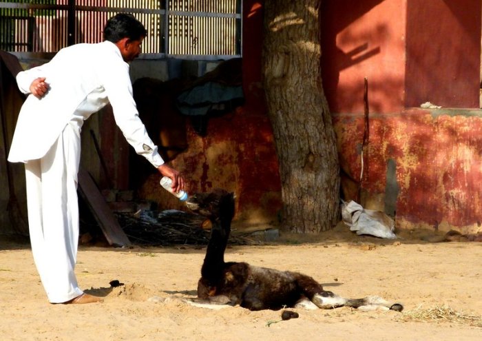 Camel, Rajasthan