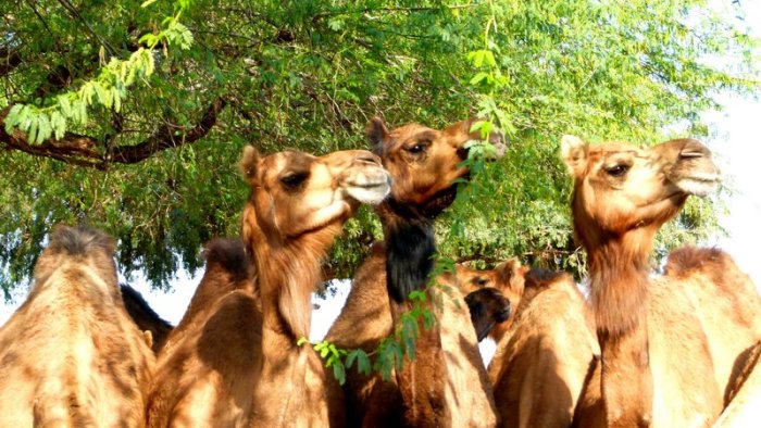 Camels 9