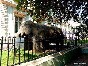 Elephanta Elephant, Mumbai, Bhau Daji Lad Museum