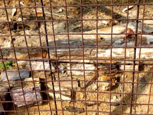 Akal Wood Fossil Park, Akal, Jaisalmer