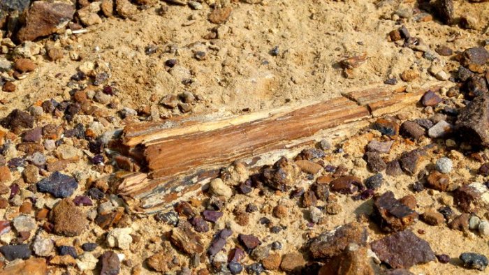 Wood Fossils, Akal, Jaisalmer, Travel, Rajasthan, Geology