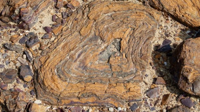 Wood Fossils, Akal, Jaisalmer, Travel, Rajasthan, Geology