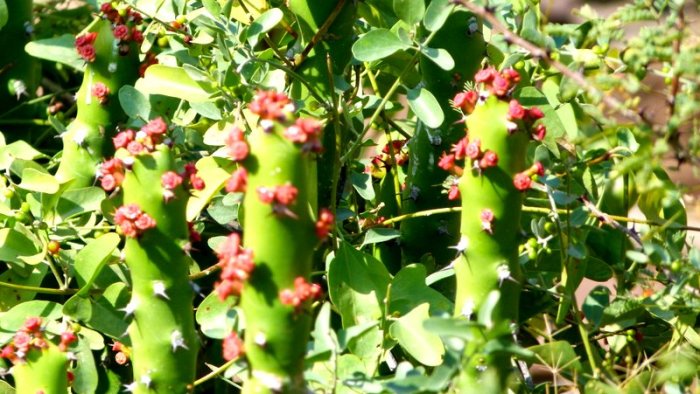 Rao Jodha Desert Rock Park, Jodhpur, Rajasthan, Travel, Mehrangarh Museum Trust