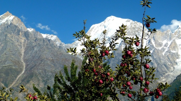 Himachal Pradesh, Kalpa, Apple Trees