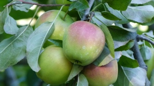 Himachal Pradesh, Kalpa, Apples
