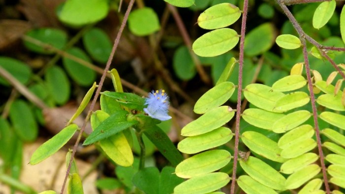 Himachal Pradesh, Chail