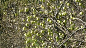 Sarahan, Apples, Himachal Pradesh
