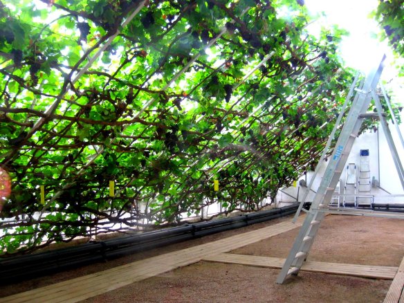 Longest Grape vine, Hampton Court Palace, England, UK, Great Vine