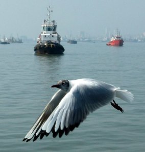 Seagull, Mumbai Port and Harbour Tour, KGAF,
