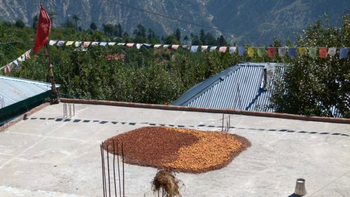 Kalpa, Trek to Dalhousie's Cottage, Travel, Himachal Pradesh, Kinnaur