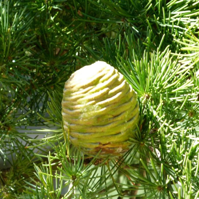 Kalpa, Trek to Dalhousie's Cottage, Travel, Himachal Pradesh, Kinnaur