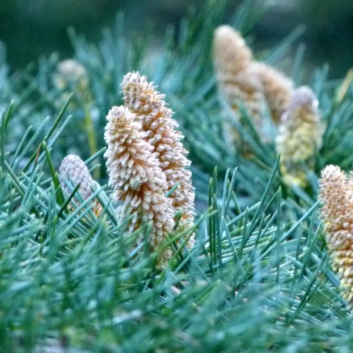 Kalpa, Trek to Dalhousie's Cottage, Travel, Himachal Pradesh, Kinnaur