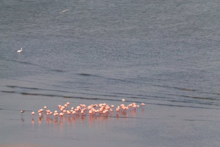 Flamingoes in Sewri, Sewri Mudflats, Lesser Flamingoes, Pink flamingoes, Mumbai