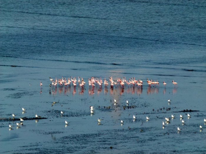 Flamingoes in Sewri, Sewri Mudflats, Lesser Flamingoes, Pink flamingoes, Mumbai