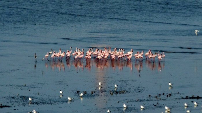 Flamingoes in Sewri, Sewri Mudflats, Lesser Flamingoes, Pink flamingoes, Mumbai