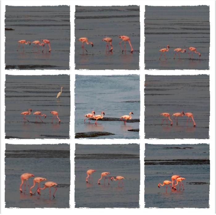 Flamingos in Sewri, Sewri Mudflats, Lesser Flamingos, Pink flamingos, Mumbai
