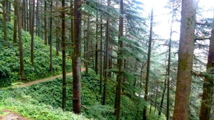 Chail, Chail Palace, Himachal Pradesh, Travel