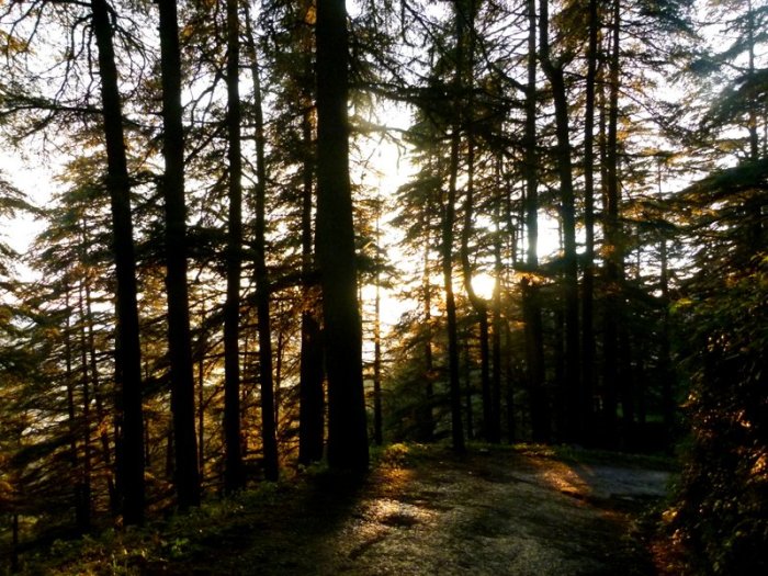 Chail, Chail Palace, Himachal Pradesh, Travel