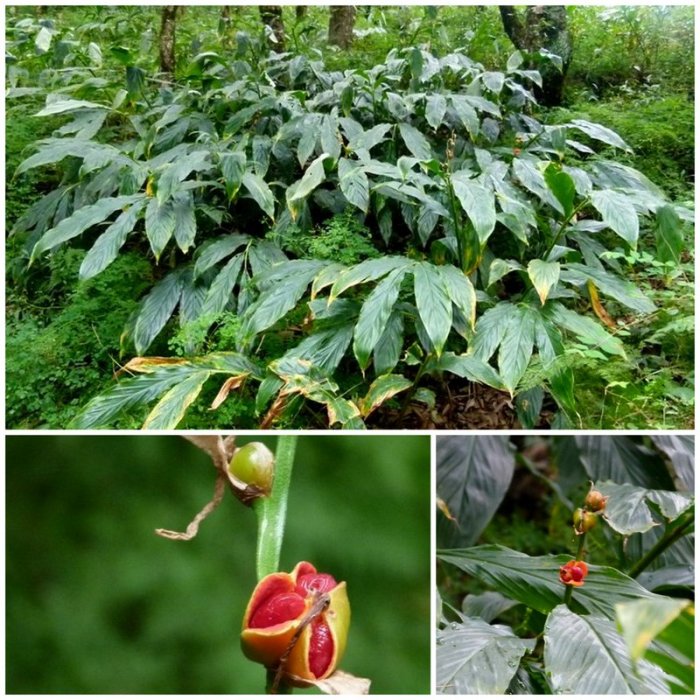 Wild cardamom, Himalayan plant, Himachal Pradesh, plants, travel