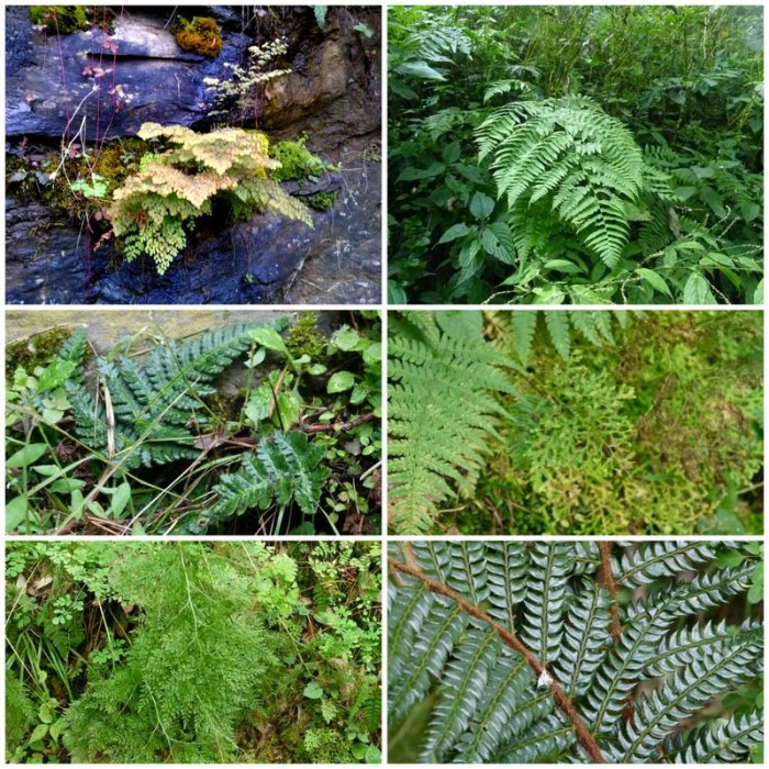 Himalayan ferns, Pteridophytes, Plants