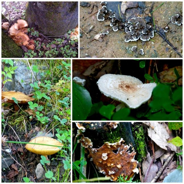Fungi, Mushrooms, Himalayan Plants, Himachal Pradesh, Travel