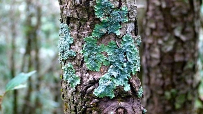 Lichen, Himalayan Plant.Himachal Pradesh, Plant Kingdom, Complex Plants