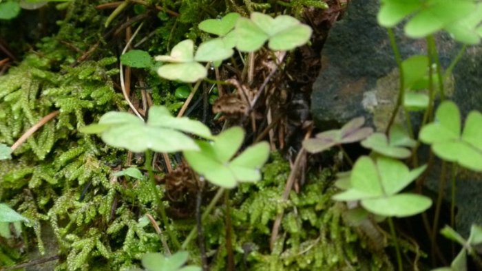 Clover leaf, Himalayan plant, Himachal Pradesh, plants, travel