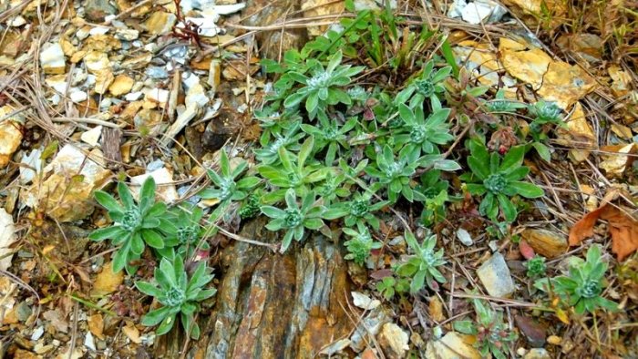 Himalayan plant, Himachal Pradesh, plants, travel