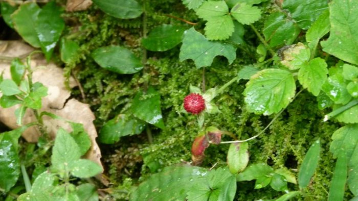 Wild Strawberry, Himalayan plant, Himachal Pradesh, plants, travel