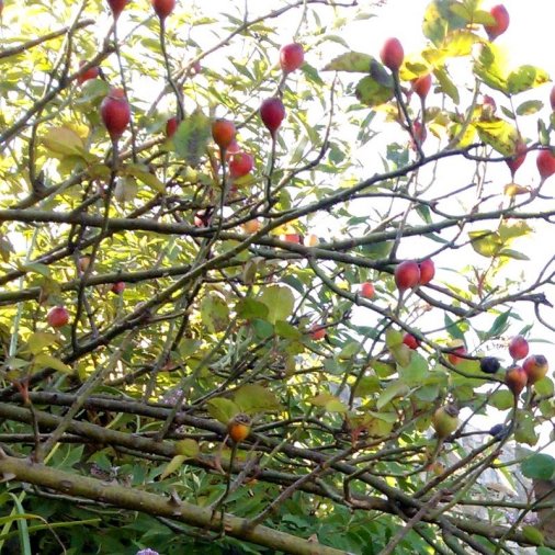 Wild Rose, Himachal Pradesh, Fagu, Travel, Himalayan Plants