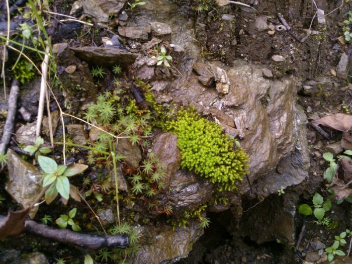 Himalayan plant, Himachal Pradesh, plants, travel