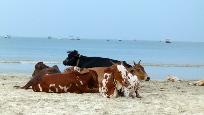 Goa, Colva Beach, Unusual beach companions, Working vacation