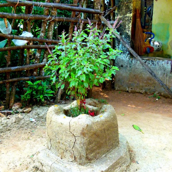 Tulsi Brindavan, Hindu Cultural icon, Hindusism, tulsi Vivaah
