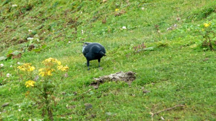 Crow, Bird. dung