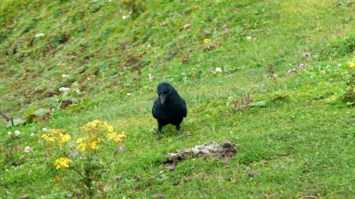 Crow, Bird. dung
