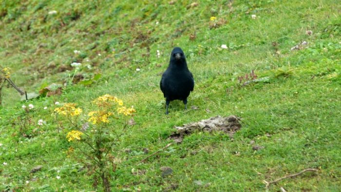 I think I'll go for it. And what luck that my tribe is not around. Caw... Caw... Caw..