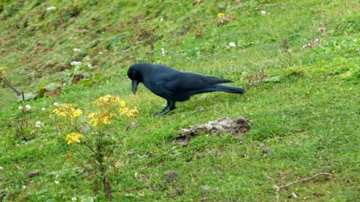 Crow, Bird. dung