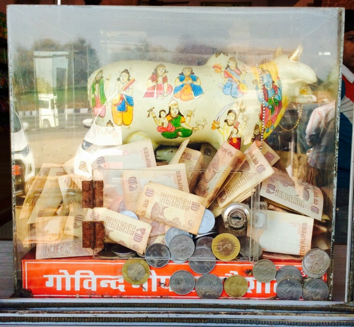 Cow in the box, donation box, Govind Gopal Goshala, Rajasthan
