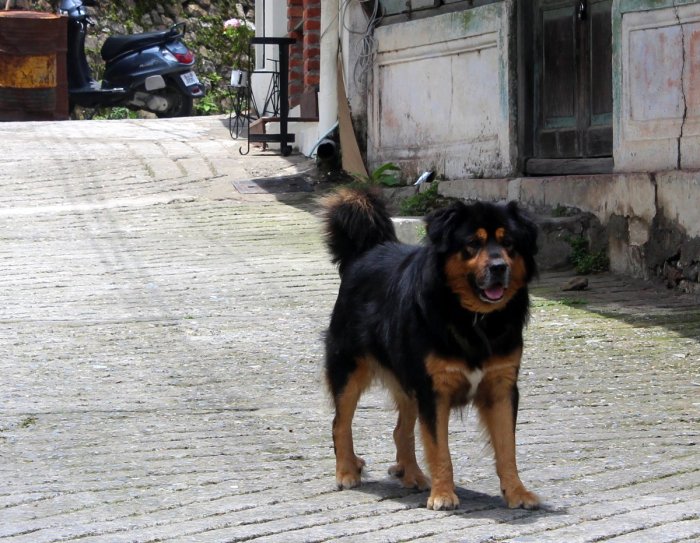 Landour, Travel, Rokeby Manor, Landour Loop, Walking Trail, Holiday In The Hills, Uttarakhand, Mussoorie