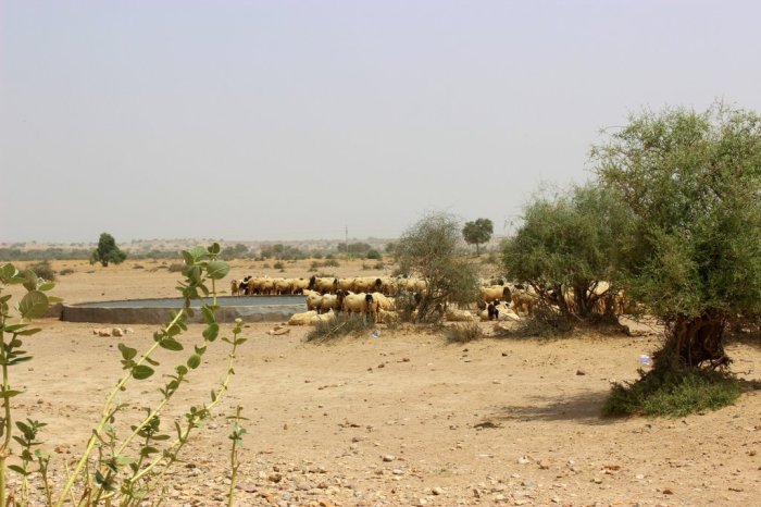 Desert Trail, Thar Desert, Suryagarh, Jaisalmer, Geology, Travel, Rajasthan, Silk Route