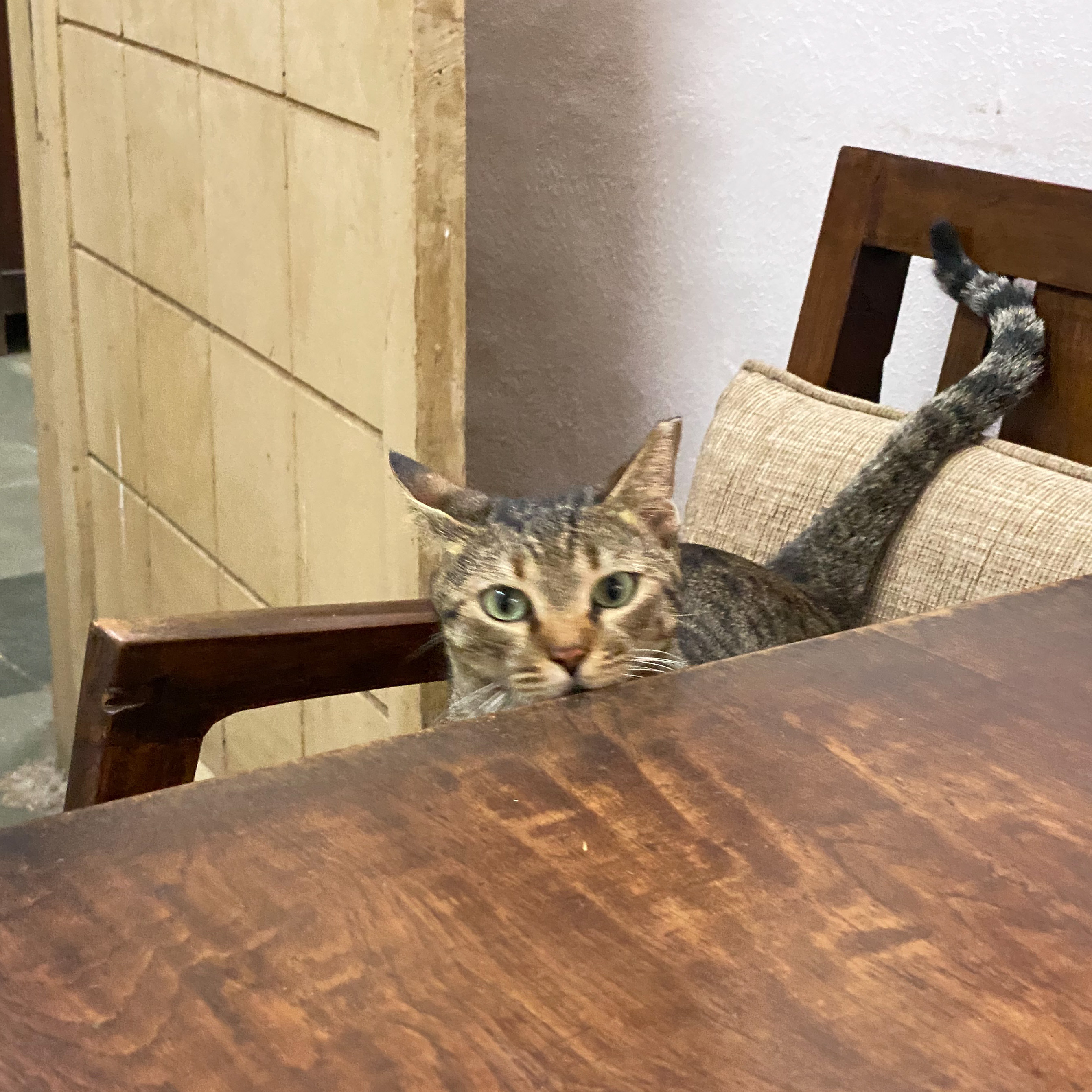 Gudda Billa, Office Cat, Therapy Cat